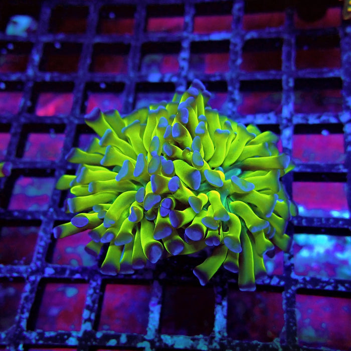 Blue Ultra Green Hammer