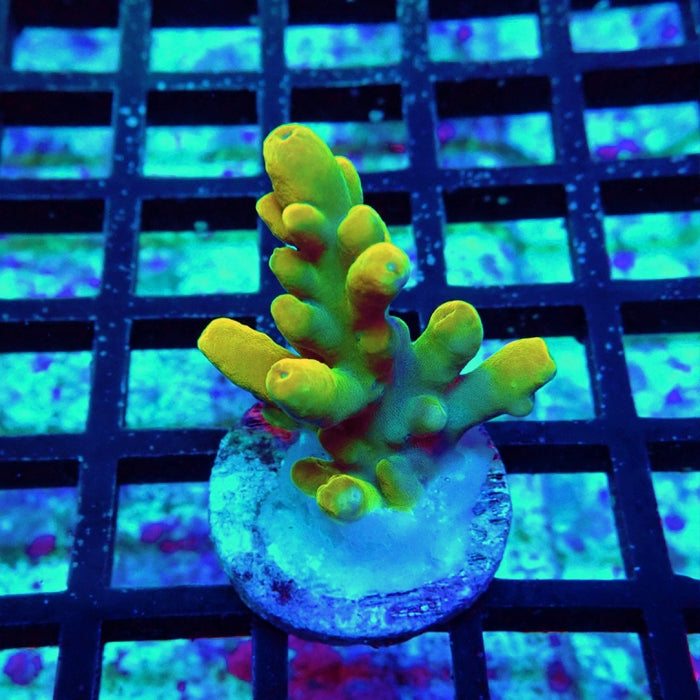 Acro Frag Aquaculture
