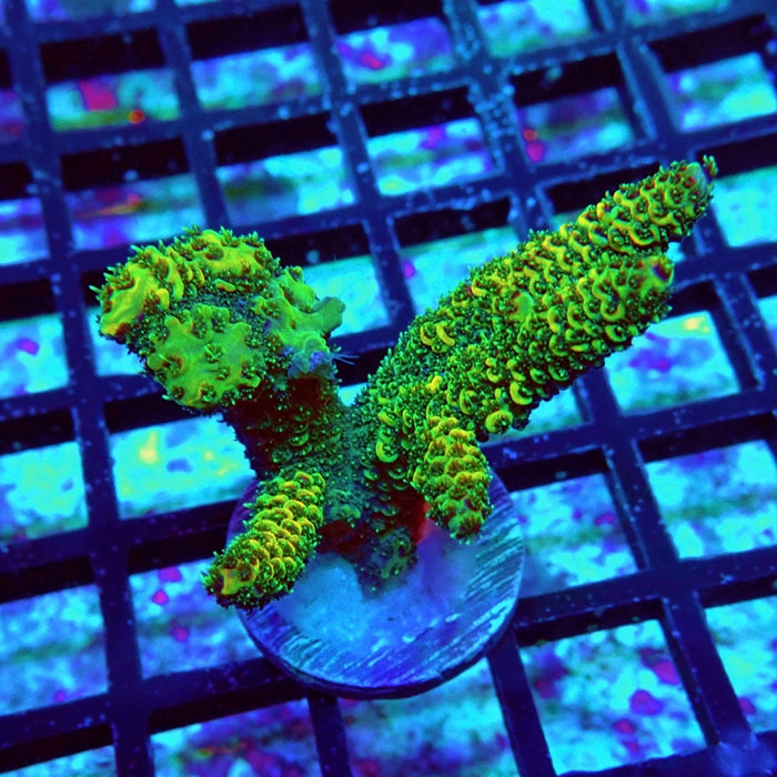 Acro Frag Aquaculture