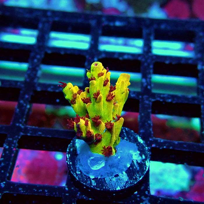 REx Xfinity Confetti Acro