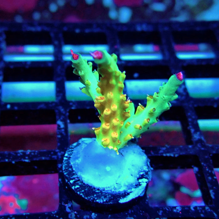 REx Fuzzy Tricolor Acro