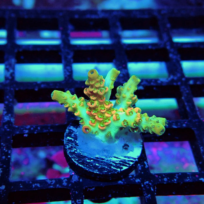 REx Fuzzy Tricolor Acro
