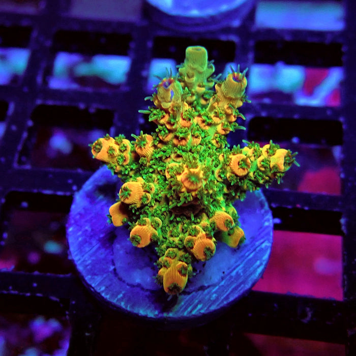 REx Green Red Tips Hyacinthus Acro