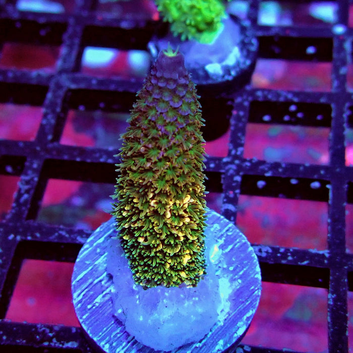 Spathulata Tricolor Acro
