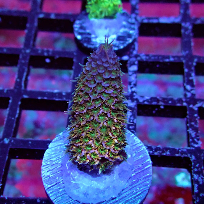 Spathulata Tricolor Acro