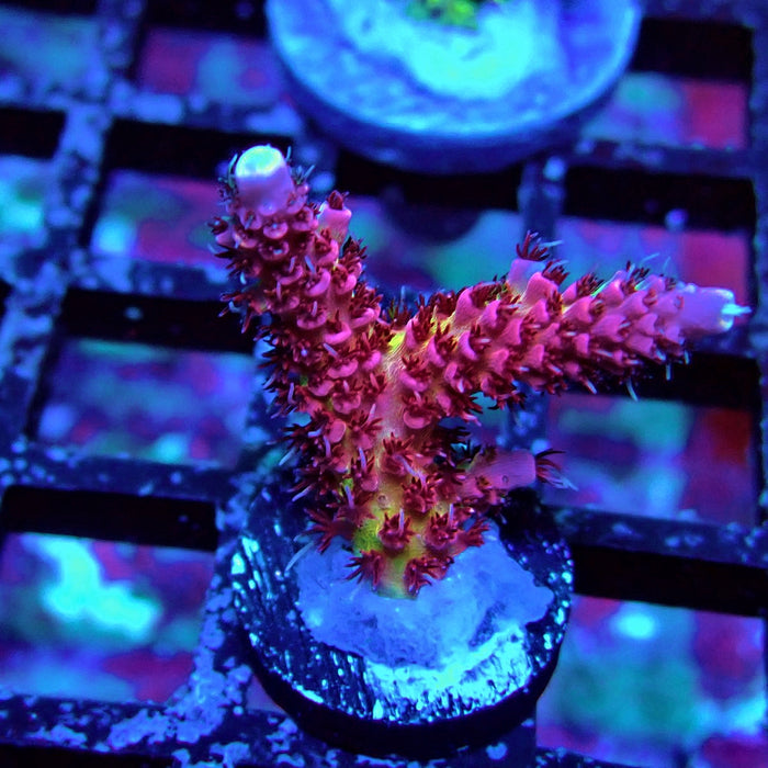 REx Inferno Acro