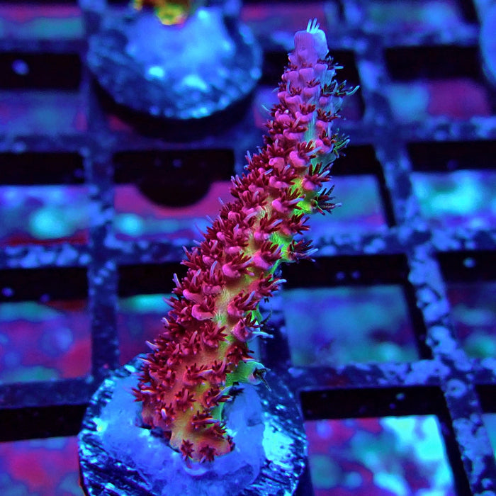 REx Inferno Acro