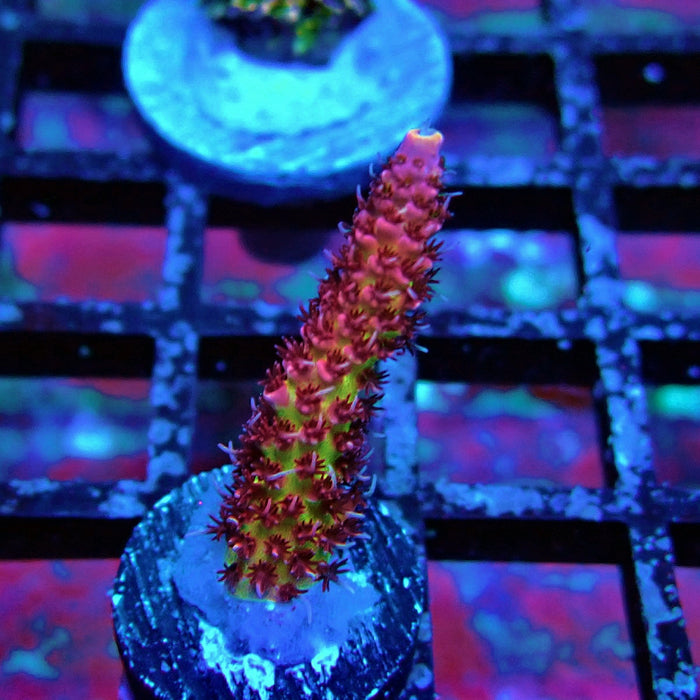 REx Inferno Acro