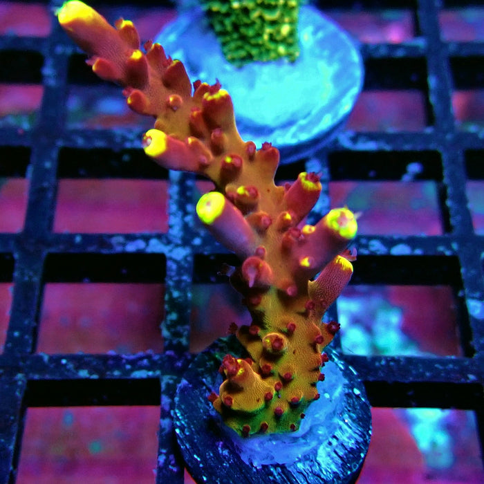 JF Fox Flame Acro