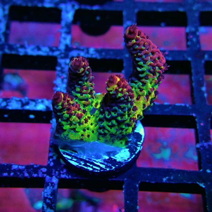 Mille Rainbow Acro