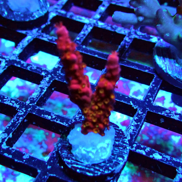 PC Rainbow Acro