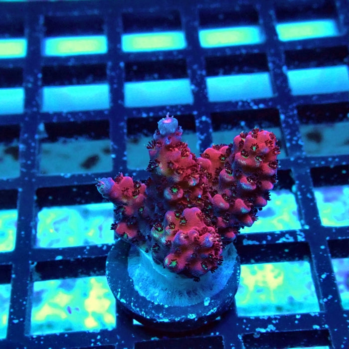 Acro Frag Aquaculture
