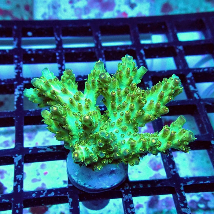 Acro Frag Aquaculture
