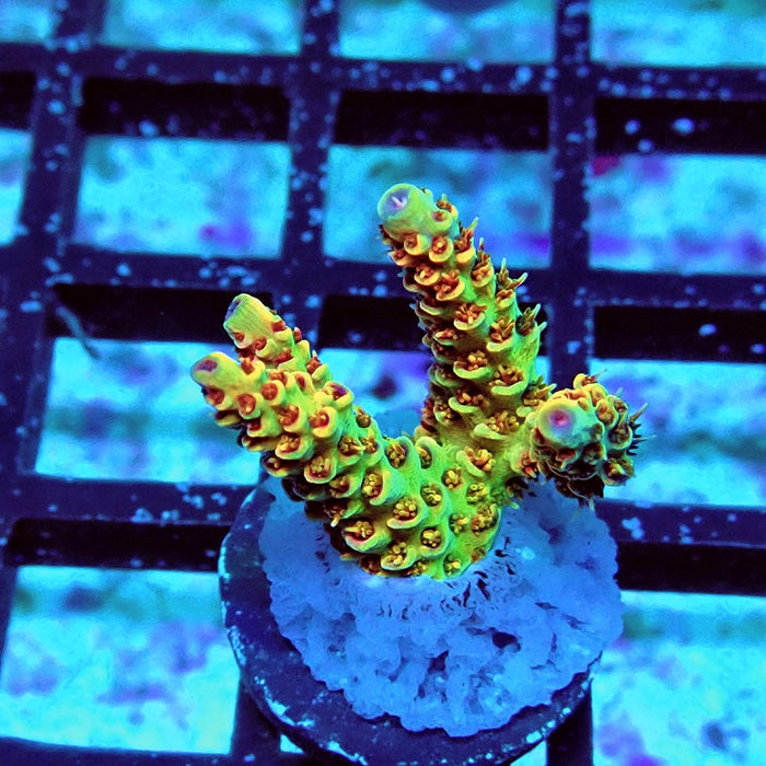 REx Apache Quadricolor Acro