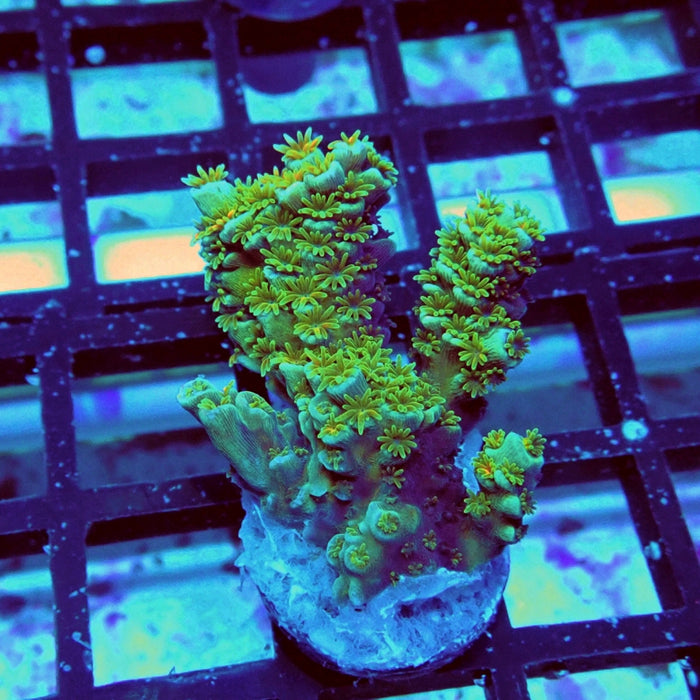 REx Green Orange Fuzzy Tenuis Acro