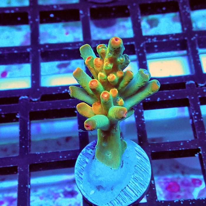 Acro Frag Aquaculture