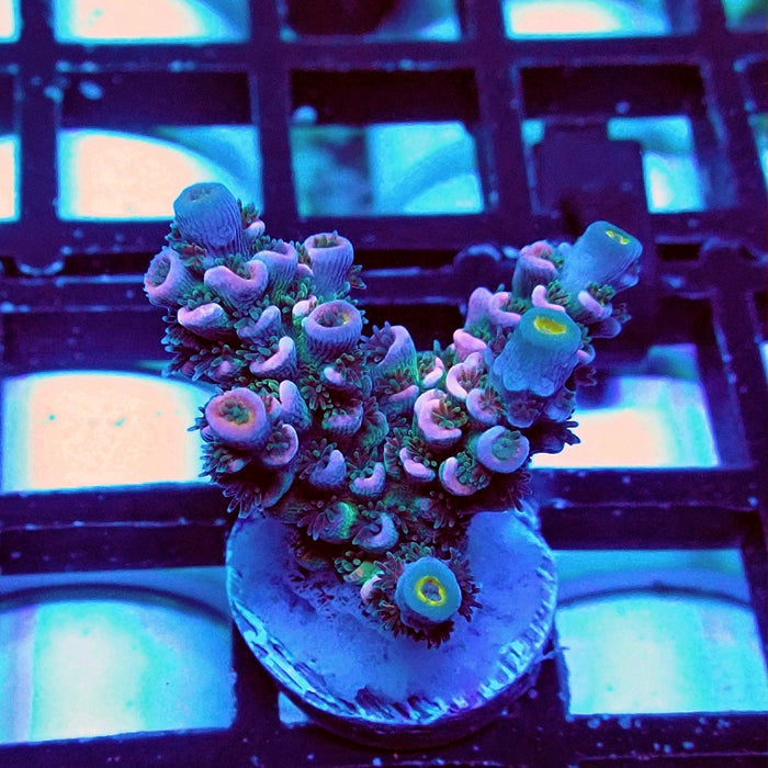 Tenuis Blue-Green Pink Scale