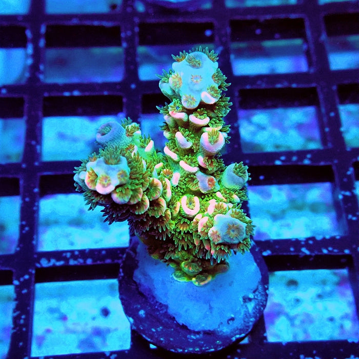 Tenuis Green Pink Scale