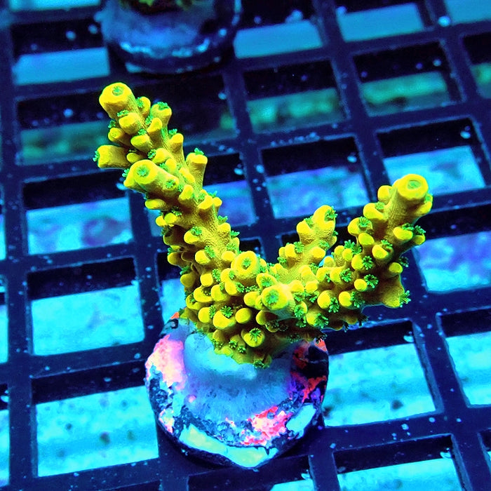 Acro Frag Aquaculture
