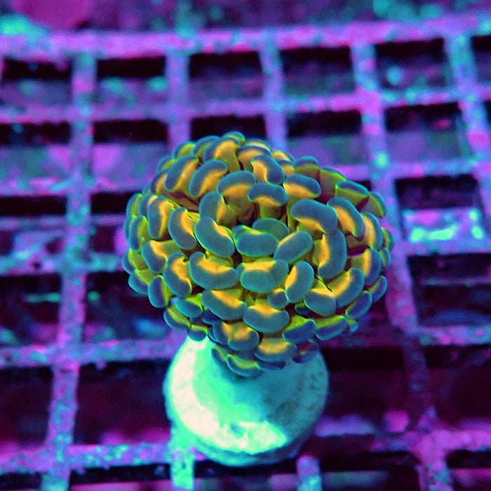 Euphyllia Hologram Reddish Branch Hammer