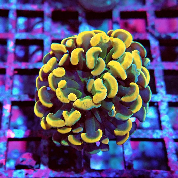 Euphyllia Orange Branch Hammer