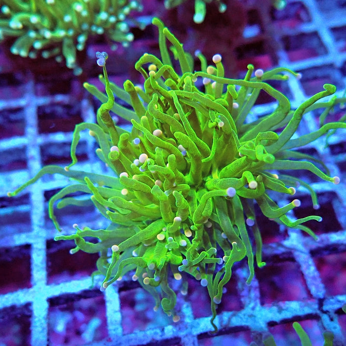 Euphyllia Cotton Candy Torch
