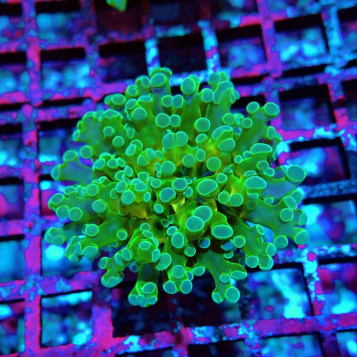 Euphyllia Green Blue Tips Branch Frogspawn