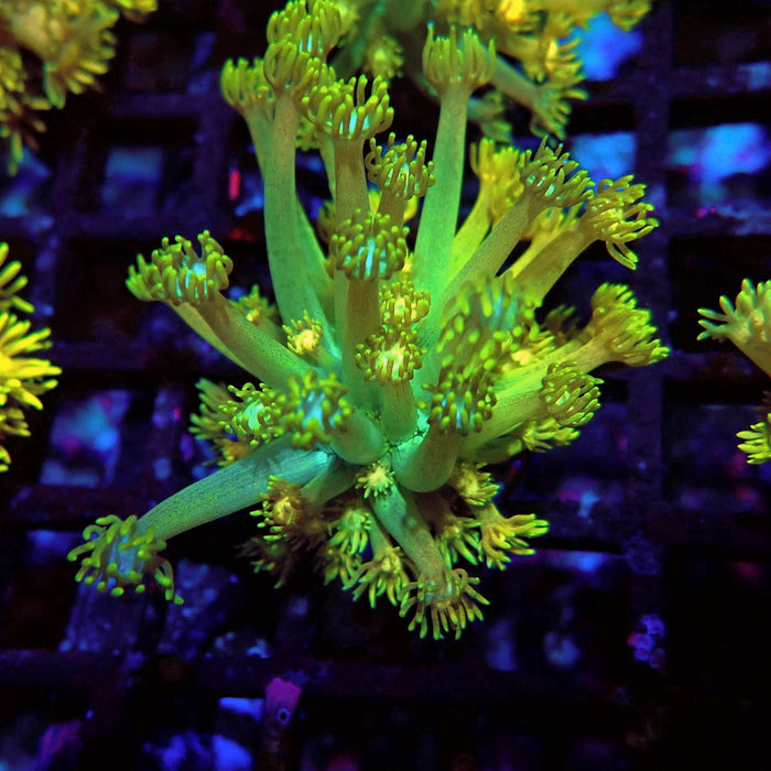 Bright Gold-Blue Goniopora Frag