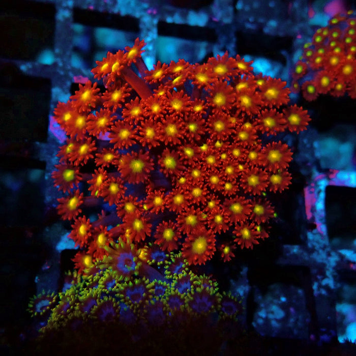 Goniopora Super Red Yellow Center