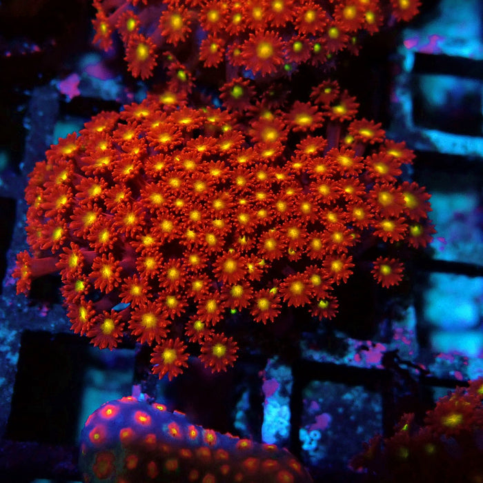 Goniopora Super Red Yellow Center