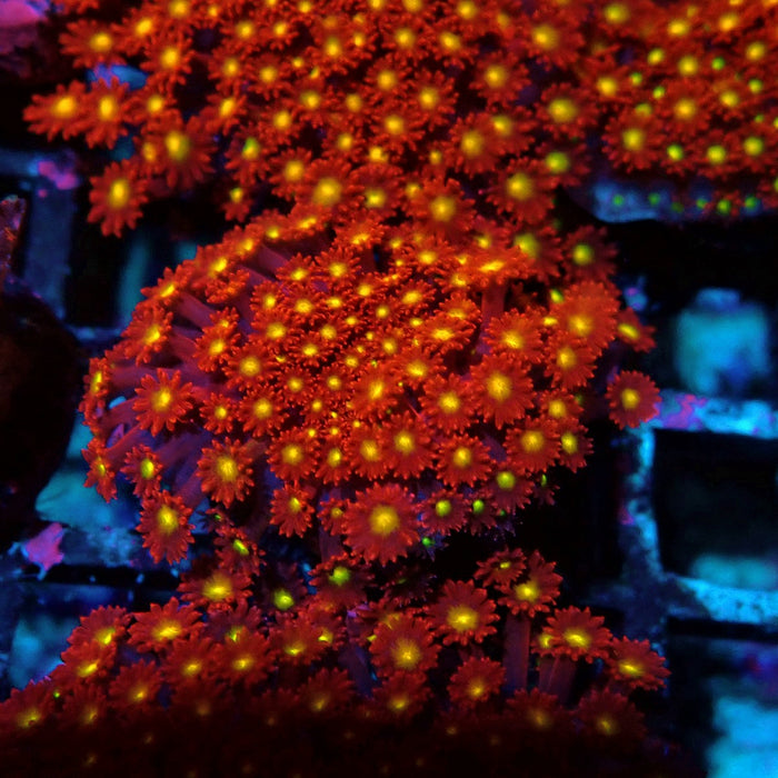 Goniopora Super Red Yellow Center