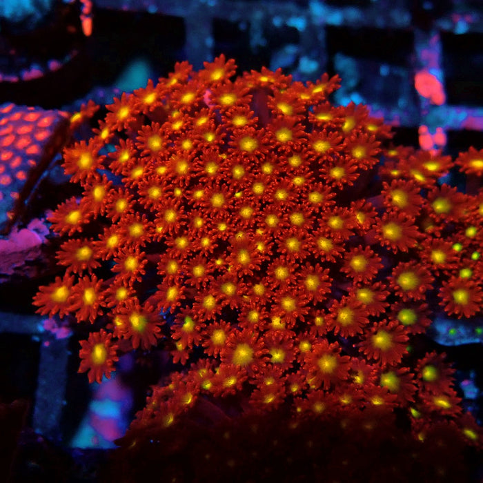 Goniopora Super Red Yellow Center