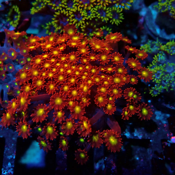 Goniopora Super Red Yellow Center