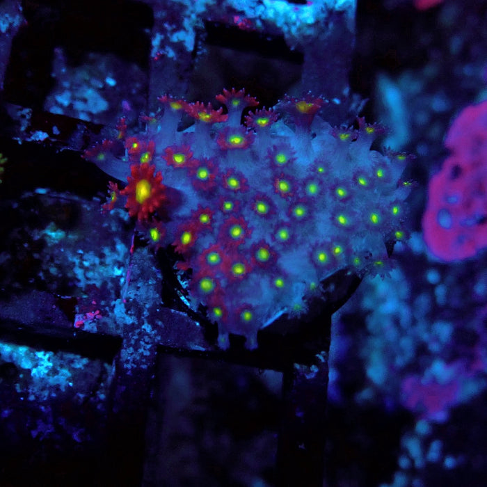 Goniopora Super Red Yellow Center