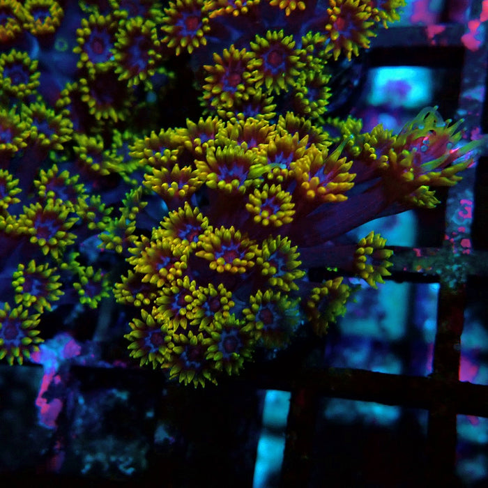 Goniopora Multicolor Ultra