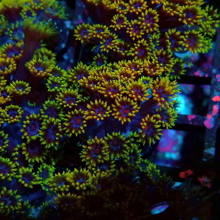 Goniopora Multicolor Ultra