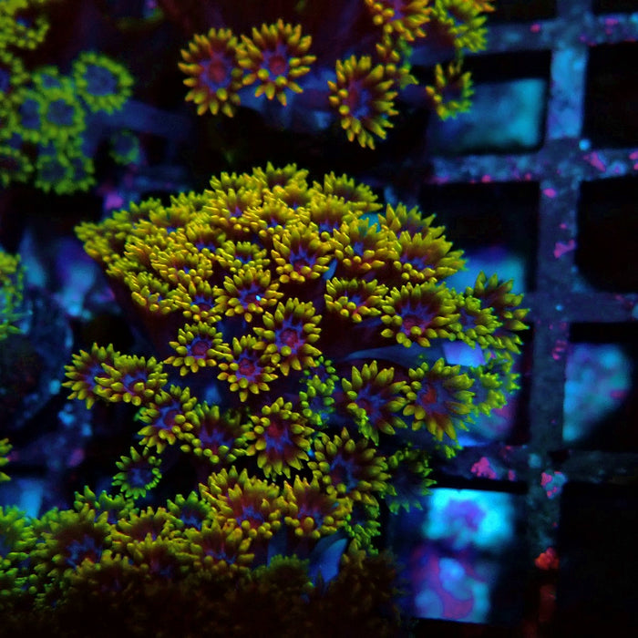 Goniopora Multicolor Ultra