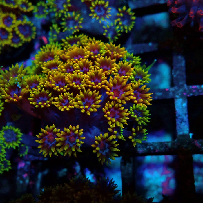 Goniopora Multicolor Ultra
