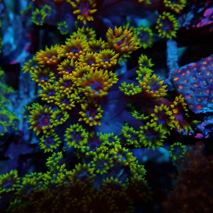 Goniopora Multicolor Ultra