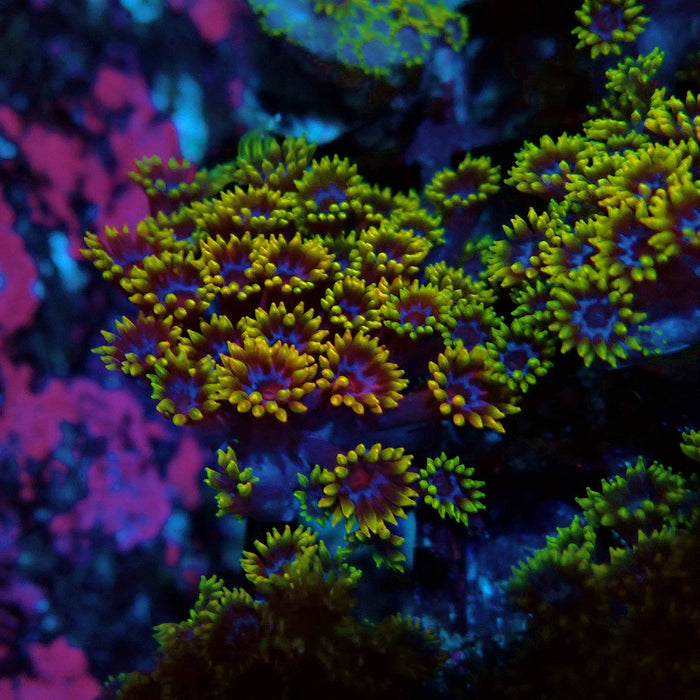 Goniopora Multicolor Ultra
