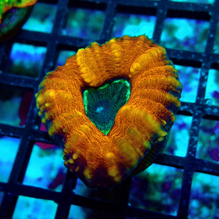 Lobo Ultra Frag
