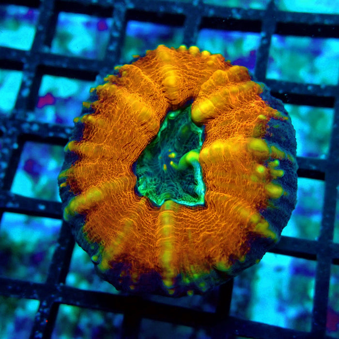Lobo Ultra Frag