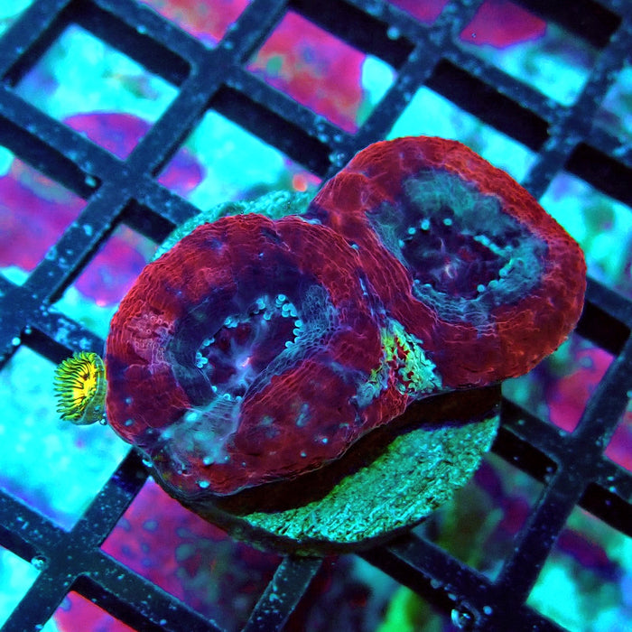 Acan Bower Frag