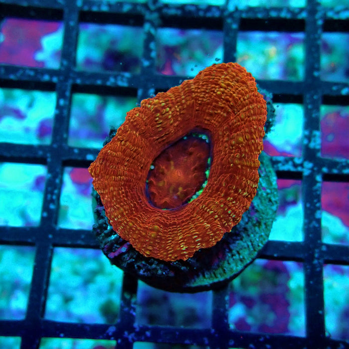 Acan Bower Frag