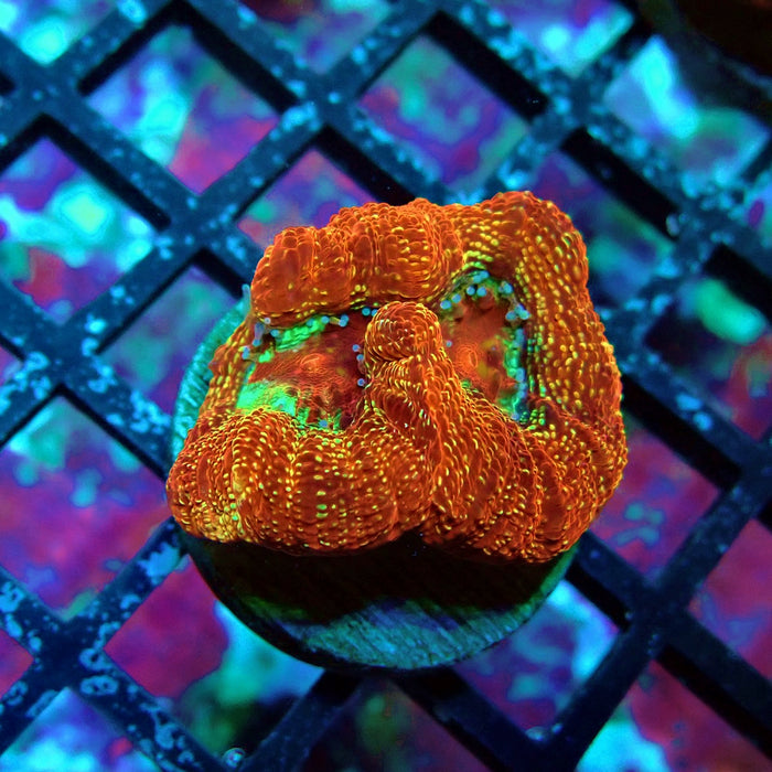 Acan Bower Frag