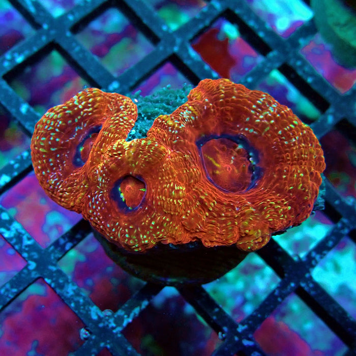 Acan Bower Frag