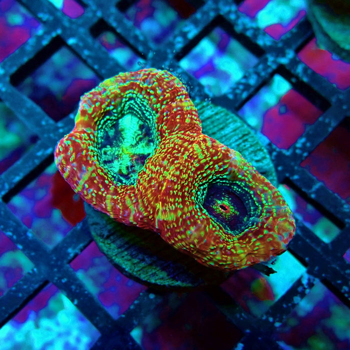 Acan Bower Frag