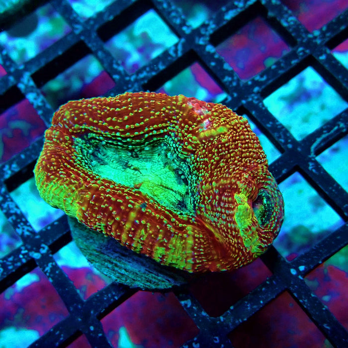 Acan Bower Frag