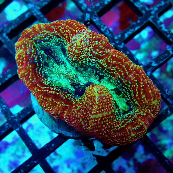Acan Bower Frag