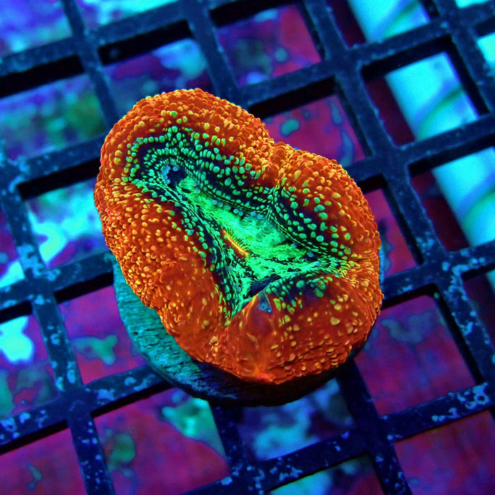 Acan Bower Frag